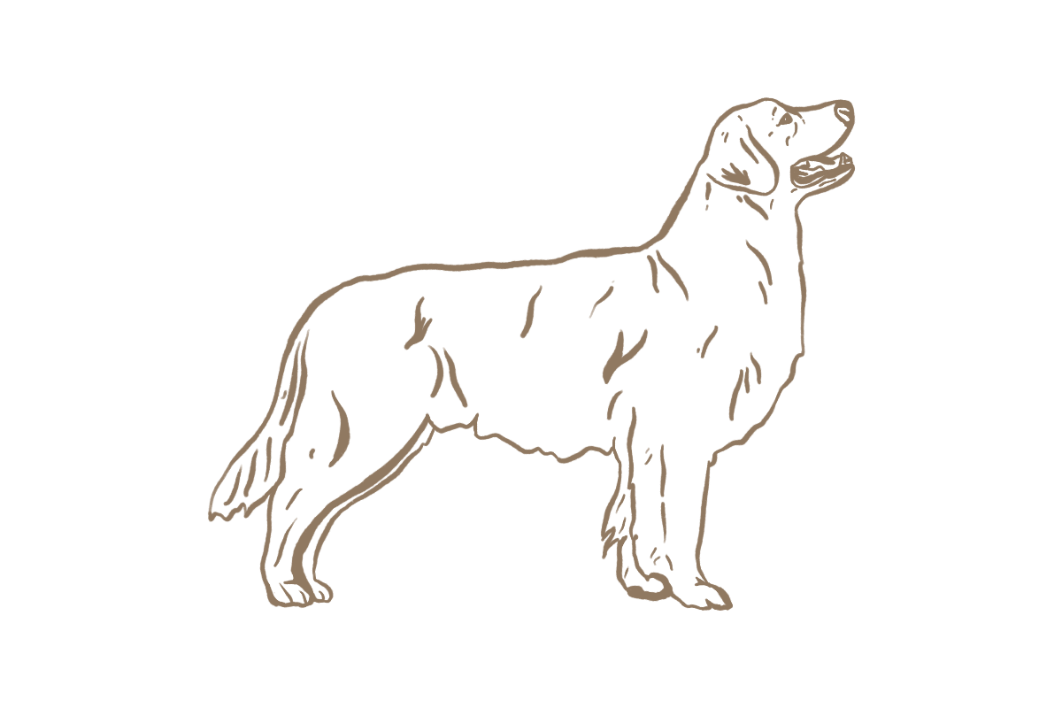 Illustration of a dog